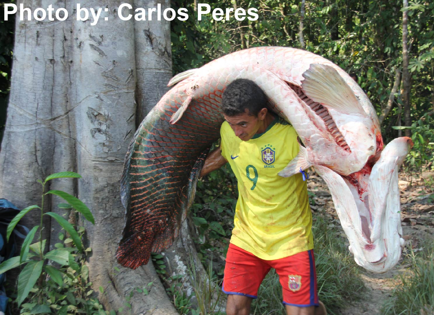 Demography-based management of a lake meta-population network boosts food security in Amazonian fisheries