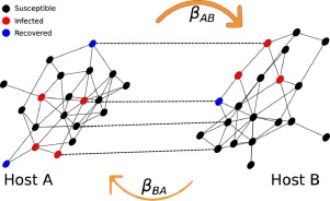 Asymmetric disease dynamics in multihost interconnected networks