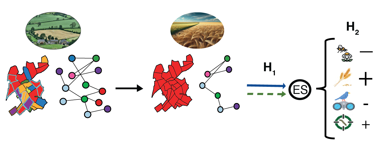 Indirect effects dominate ecosystem service losses in response to agricultural intensification