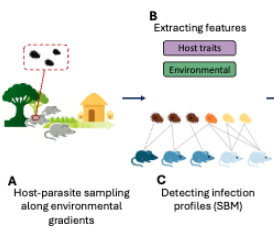 Infection profiles in a wild rat–protozoan network are shaped by host traits and environmental factors