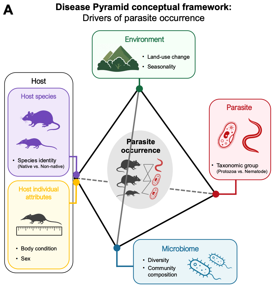 Disentangling the drivers of parasite occurrence in a native and a non-native small mammal across a land-use gradient