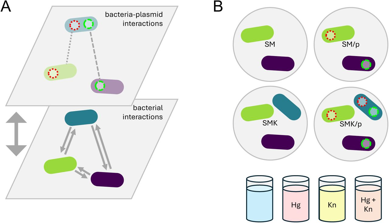 Species interactions determine plasmid persistence in a 3-member bacterial community